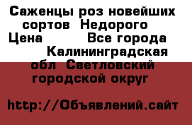 Саженцы роз новейших сортов. Недорого. › Цена ­ 350 - Все города  »    . Калининградская обл.,Светловский городской округ 